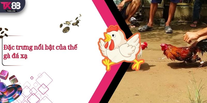 Thế Gà Đá Xạ Là Gì? Vì Sao Được Các Chiến Kê Đánh Giá Cao? 2 Đặc trưng nổi bật của thế gà đá xạ