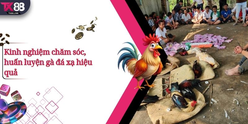 Thế Gà Đá Xạ Là Gì? Vì Sao Được Các Chiến Kê Đánh Giá Cao? 4 Kinh nghiệm chăm sóc, huấn luyện gà đá xạ hiệu quả